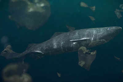 This 500 year old shark is the longest living vertebrate ever known!