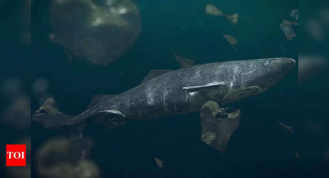 This 500 year old shark is the longest living vertebrate ever known!