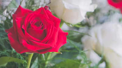 Rose Day 2025: Your Zodiac Sign’s Rose Day Romance REVEALED!