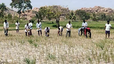 Water pollution hits paddy crops in Karnataka’s ‘rice bowl’ | Hubballi ...