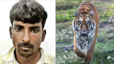 'Bone glue' craze driving tiger poaching in central India; MP poacher arrested