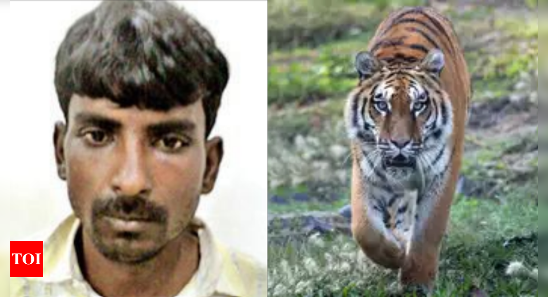 'Bone glue' craze driving tiger poaching in central India; MP poacher arrested