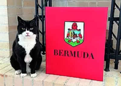 UK's top feline diplomat comes out of retirement for the 'purr-fect' job