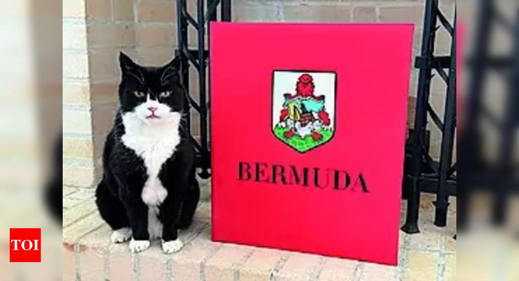 UK's top feline diplomat comes out of retirement for the 'purr-fect' job