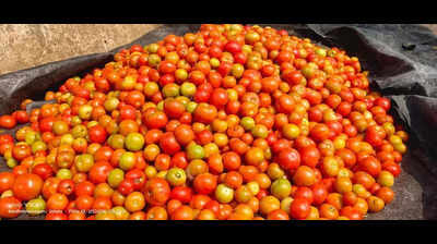 Ganjam farmers struggle as tomato prices plummet