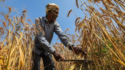 High daytime temperatures threaten UP wheat crop