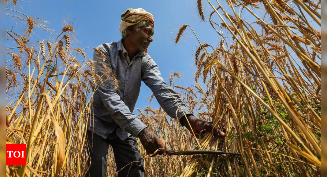 High daytime temperatures threaten UP wheat crop