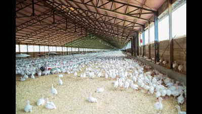 Puzhal jail now has the chicken inmates need