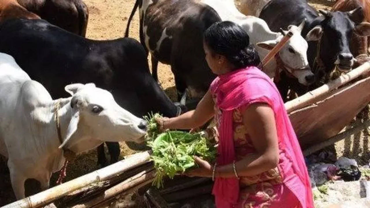 UP plans to integrate cow, cattle rearing into school curriculum - The  Times of India