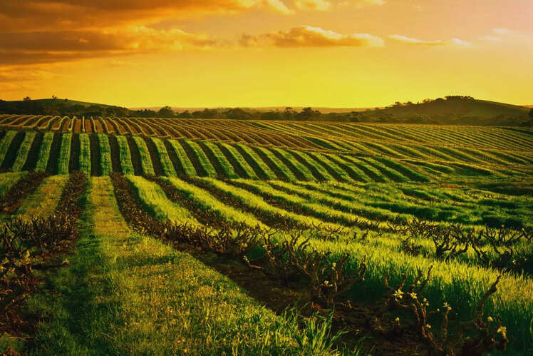 Sip & Savour in the Heart of Wine Country &ndash; Barossa Valley, South Australia