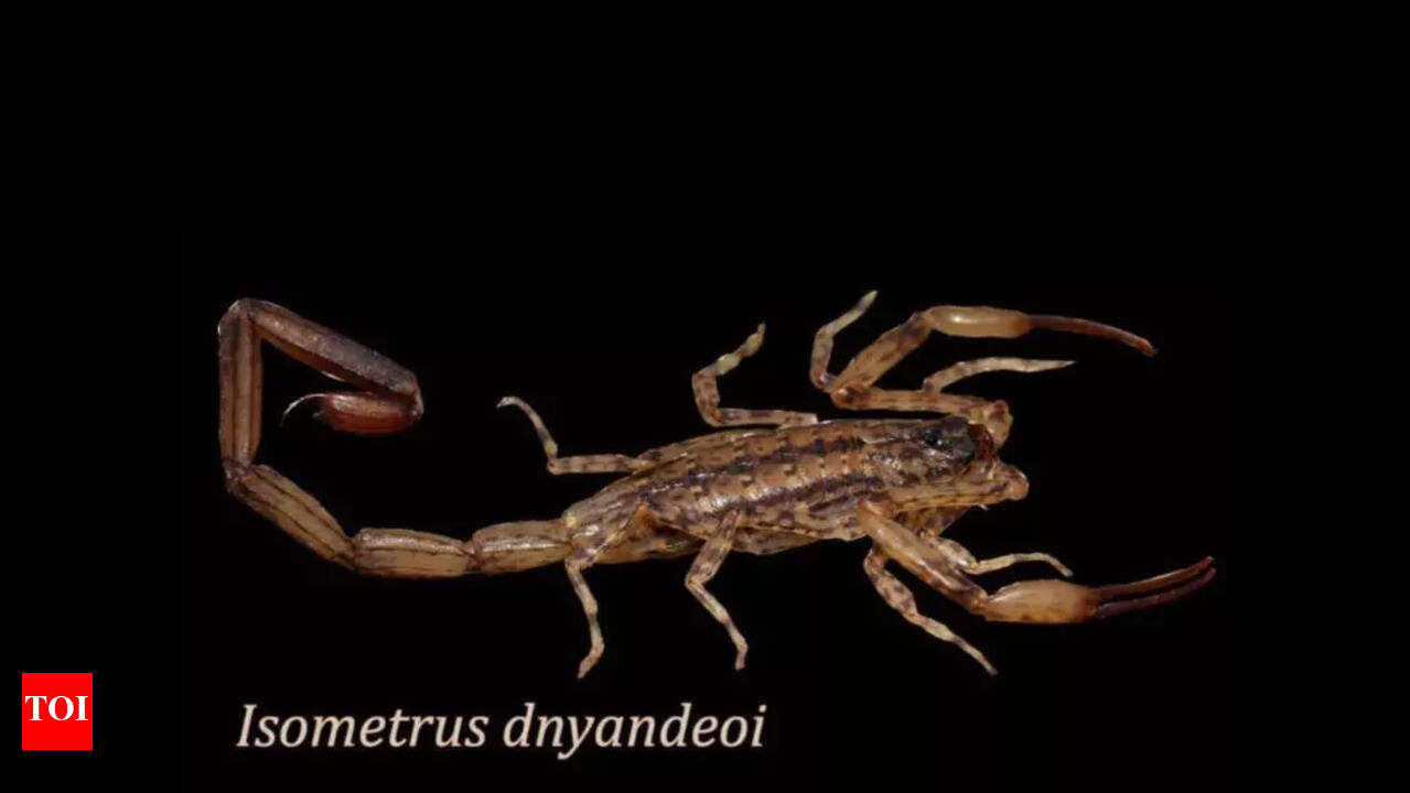 New scorpion species discovered in Kolhapur district | Kolhapur