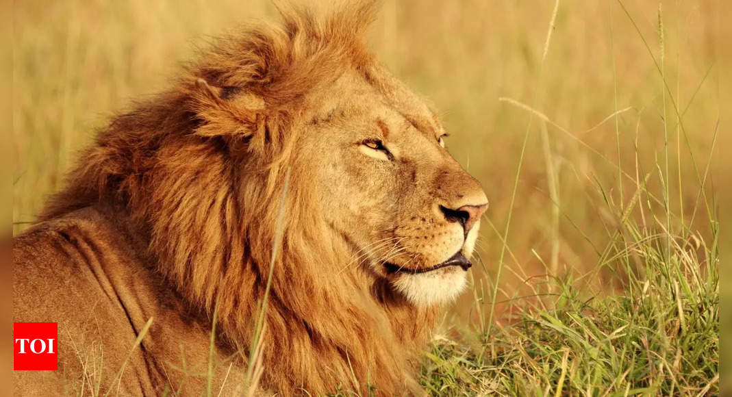 Lion stands on a moving jeep? The real story behind the clip will surprise you!