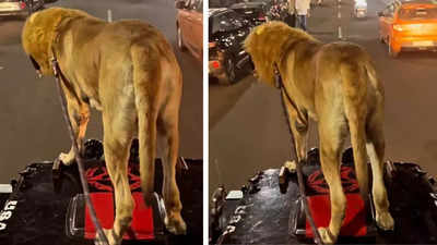 Lion stands on a moving jeep? The real story behind the clip will surprise you!