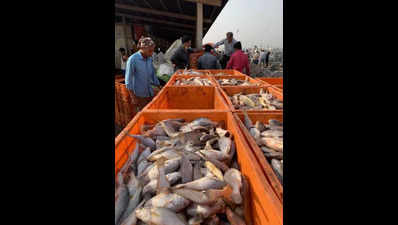 People embrace seafood amid poultry crisis