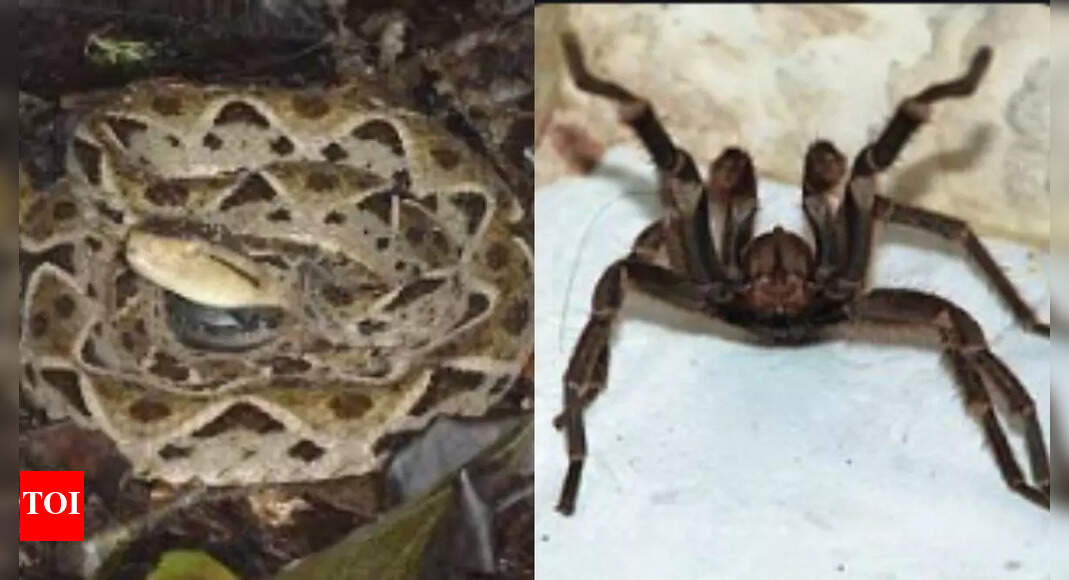 Spiders that can hunt snakes 30 times bigger than their size | - The ...