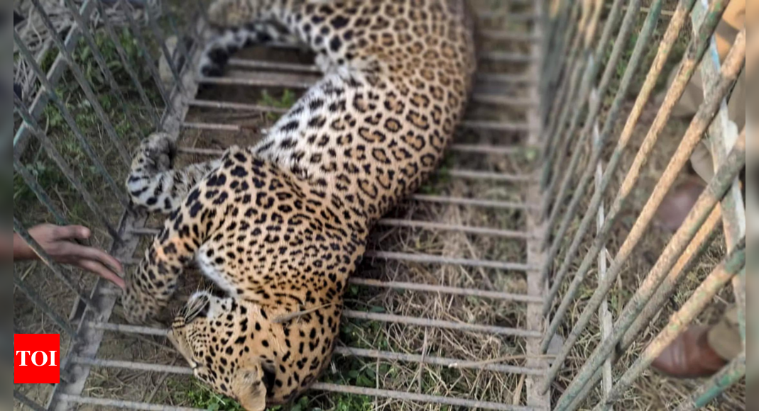 Caught in wire trap laid by poachers, leopard dies of starvation in Maharashtra