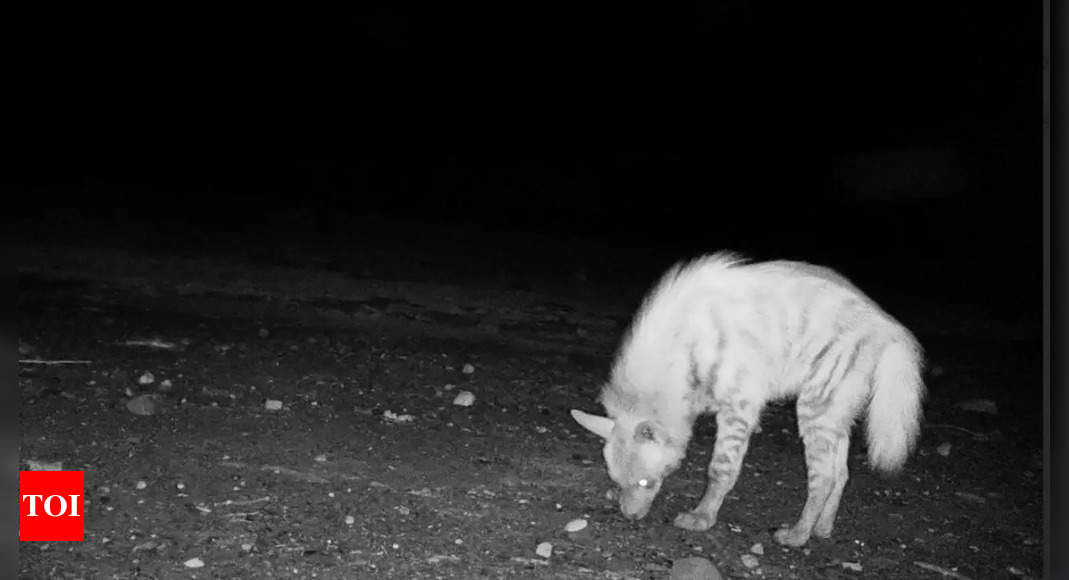 Pups, hyenas join ‘urban’ wolves, raise habitat hope in West Bengal's Durgapur grasslands