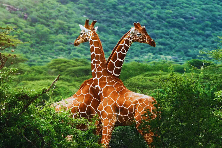 Africa