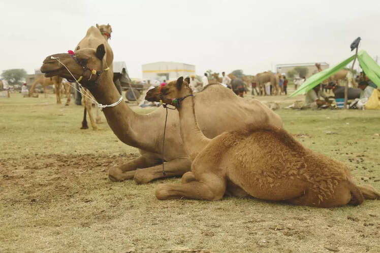 Nagaur Cattle Fair