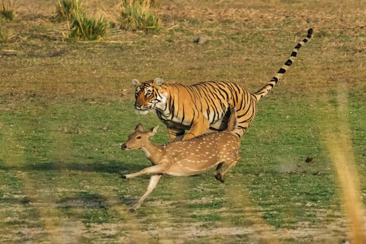 Wildlife spotting at Ranthambore and Keoladeo