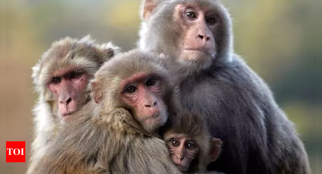 Its bananas! Why Nepal has floated idea to sell monkeys to China