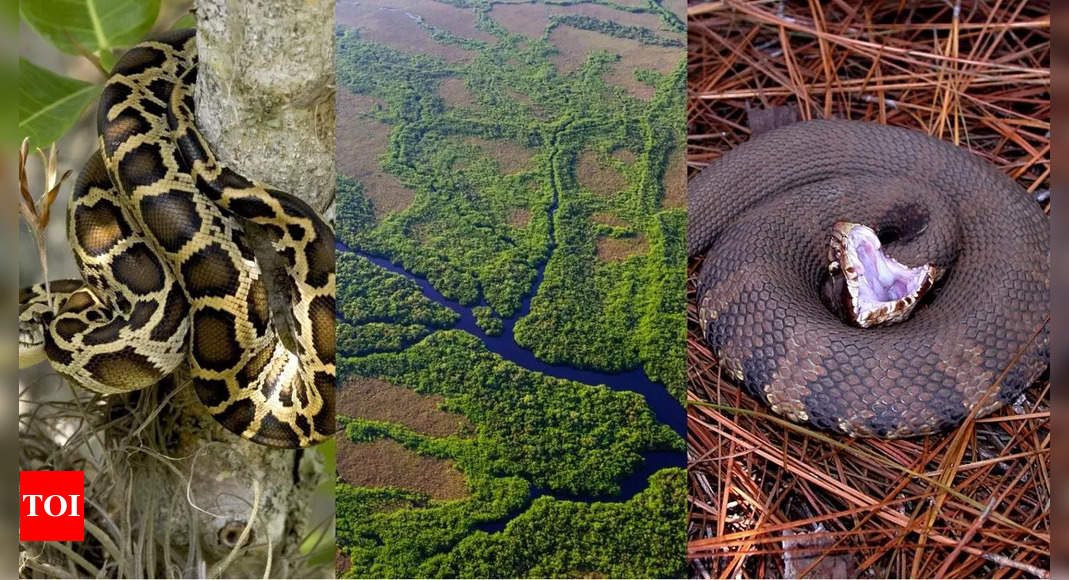 9 most snake-infested rivers in the US: From the Mississippi to the Everglades, featuring cottonmouths, rattlesnakes, and more