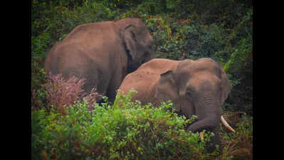 Elephants confined to 15 sq km in 193 sq km Chandaka: Officials