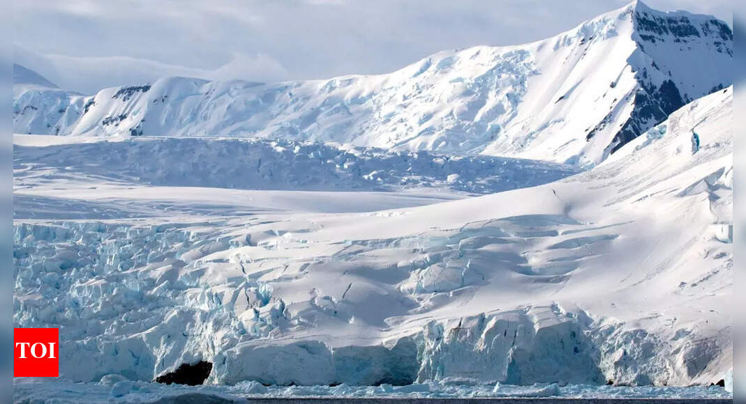 Fossil of oldest known modern bird unearthed in Antarctica