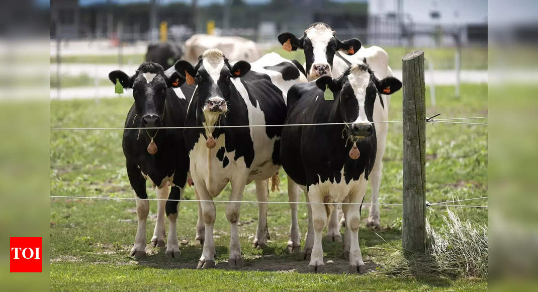 Is US bird flu outbreak in cattle a global risk to humans?