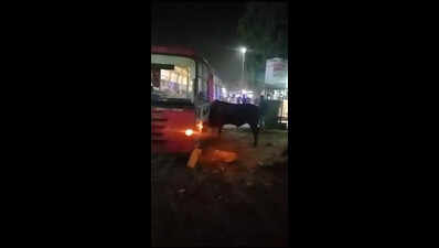 Bull enters bus after fight, passengers run for cover | Jaipur News ...