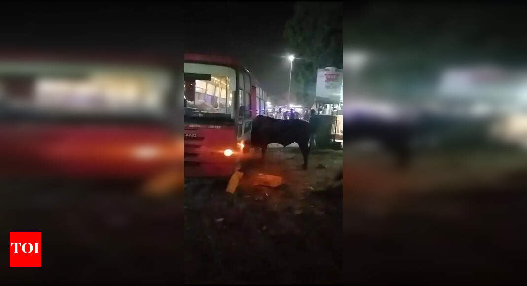 Bull enters bus after fight, passengers run for cover | Jaipur News ...