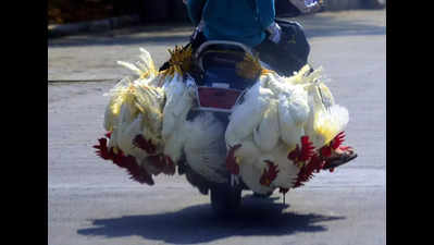 State govt cautions poultry farmers after bird flu outbreak in AP