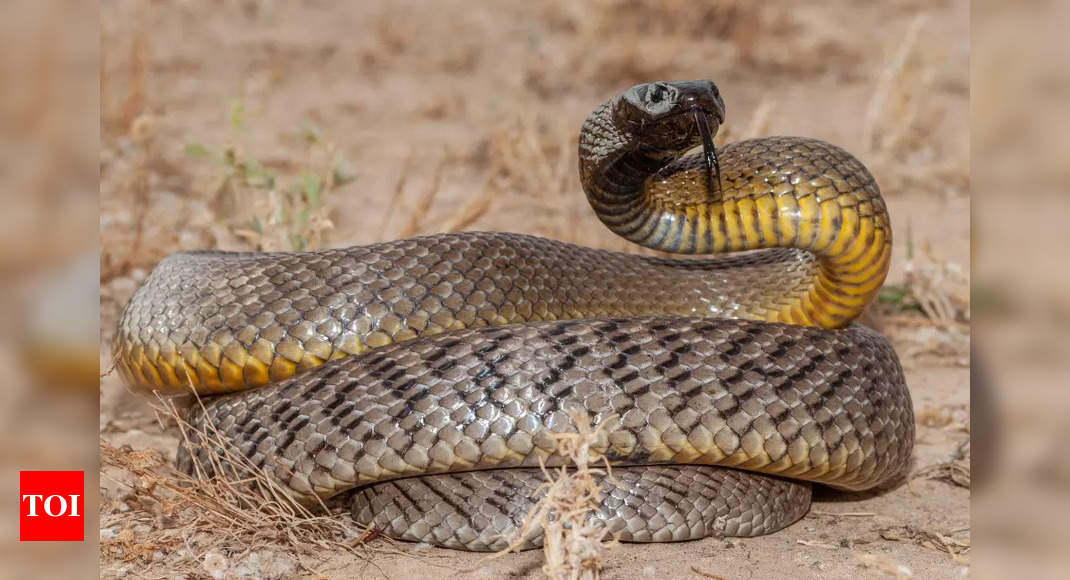 Weird facts about Inland Taipan, the deadliest snake in the world