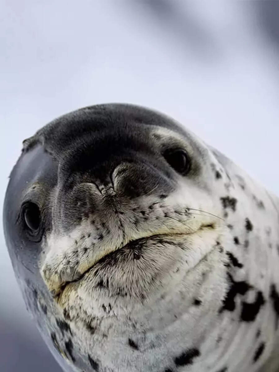 Animals that are born to swim | Times of India
