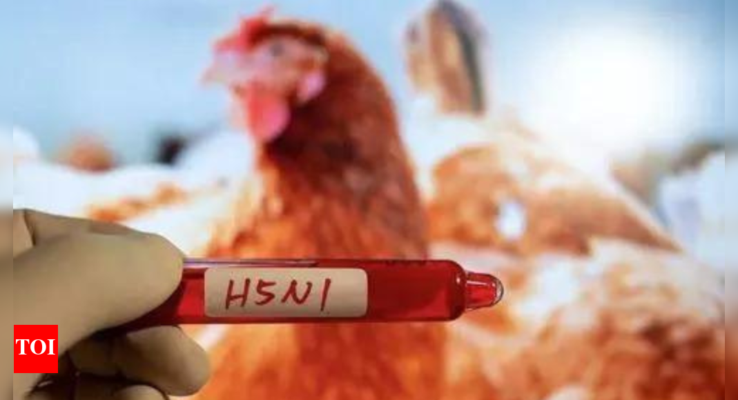 Telangana sounds alert in districts after bird flu outbreak in ...