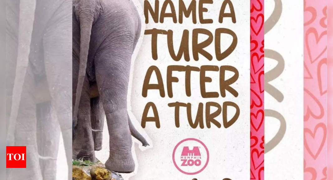 Forget love letters—this zoo lets you send elephant poop videos as the ultimate ex payback this Valentine’s Day