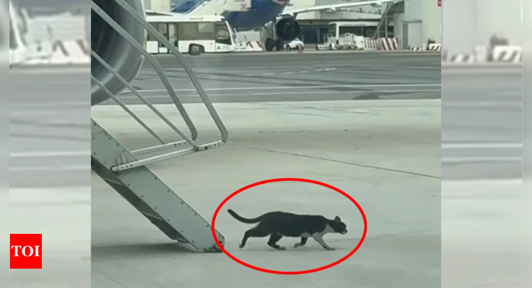 Cat-astrophe at 30,000 feet: Stowaway kitten grounds flight for 2 days