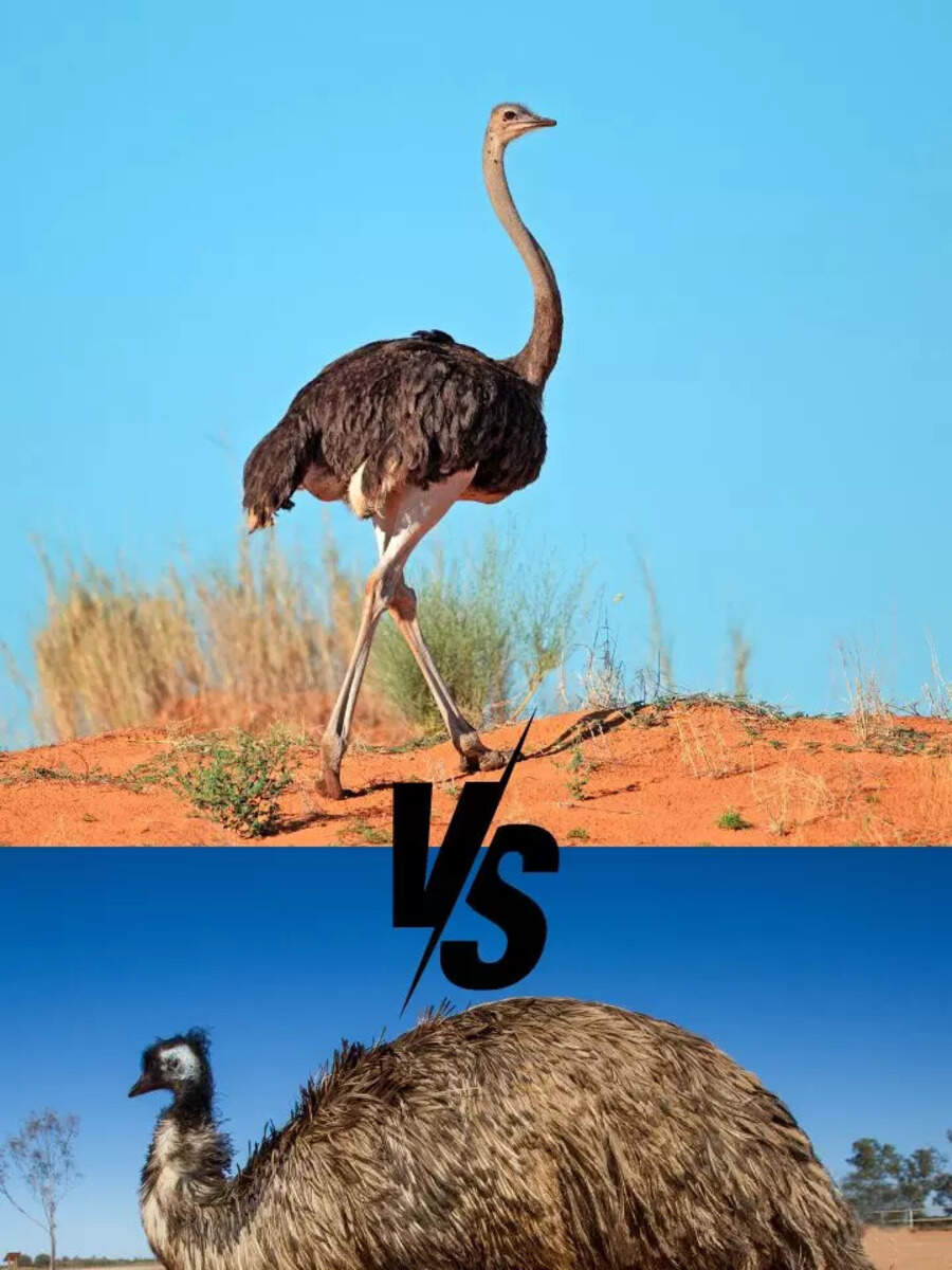 Ostrich Emu Size Comparison