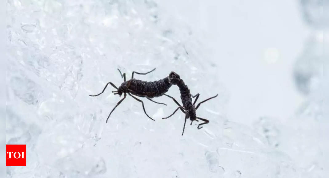 Scientists uncover the survival mechanism of Antarctica's only native insect