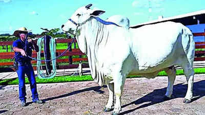 Gone for Rs 41 crore in Brazil, not the next Ronaldinho but a cow from Andhra Pradesh