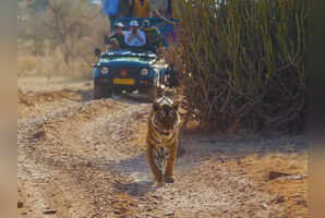 7 reasons why people are heading to Ranthambore National Park in February