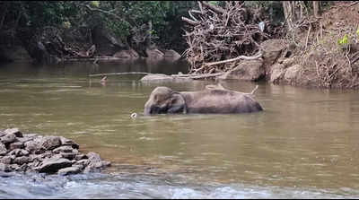 Injured elephant dies in Anamalai Tiger Reserve