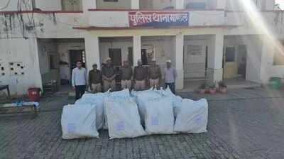 Bhilwara cops bust illegal opium farming in mustard field, seize 1,500 plants
