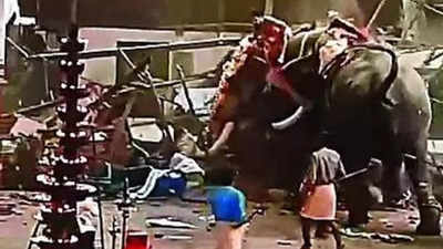 3 killed, 30 hurt as 2 elephants go berserk at Kerala temple festival