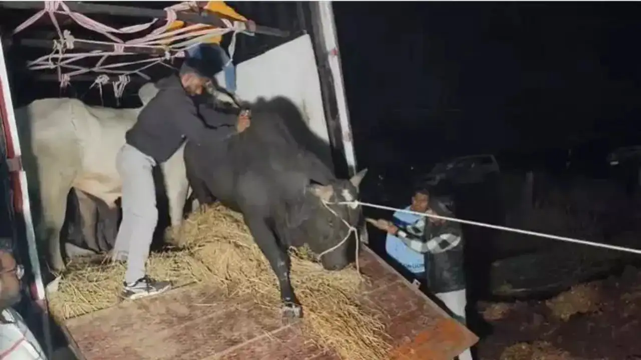 Cow smugglers' open fire at Raj Bajrang Dal activists, one injured | India  News - The Times of India