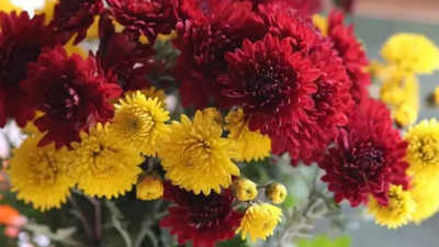 Bengaluru Valentine Day: Bengaluru evolving floral trends this ...