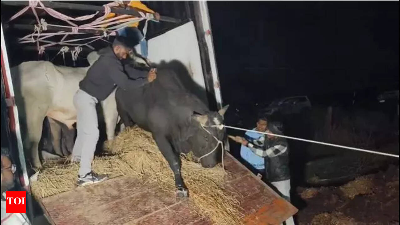 Bajrang Dal man giving chase to cattle smugglersshot at in Rajasthan |  Jaipur News - The Times of India