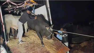 Bajrang Dal man giving chase to 'cattle smugglers'shot at in ...