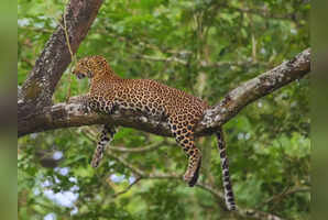 From safari to trekking: 8 best wildlife experiences in the Western Ghats
