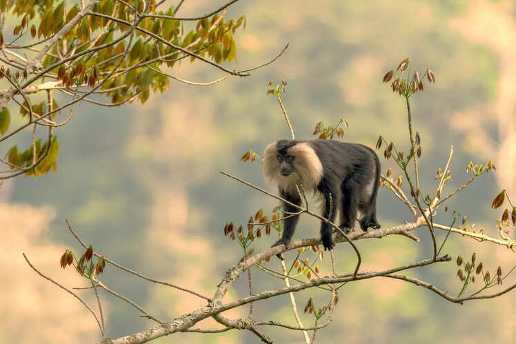 Exploring Silent Valley National Park, Kerala